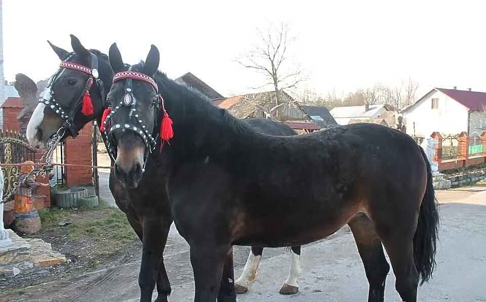 Sprzedam Klacze Śląskie półsiostry!
