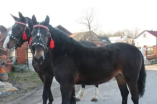 Sprzedam Klacze Śląskie półsiostry!