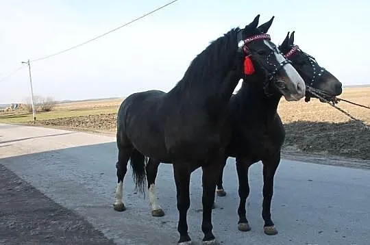 Sprzedam Klacze Śląskie półsiostry!