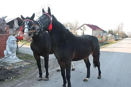 Sprzedam Klacze Śląskie półsiostry!
