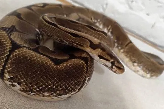 Dorosła samica Spider