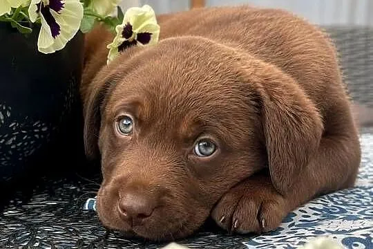 Labrador Retriever piesek Wspaniałej budowy po ojcu pochodzenia FCI, Małopolskie, Kraków