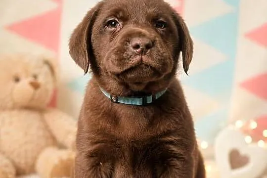 Labrador Retriever piesek Wspaniałej budowy po ojcu pochodzenia FCI, Małopolskie, Kraków