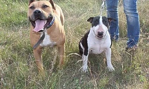 SZTEFAN cudowny olbżym w typie amstaffa do adopcji