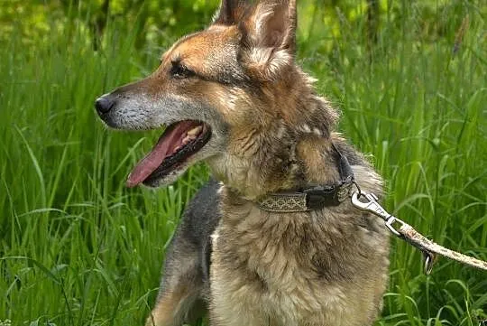 Medor-posłuszny pies, mieszanka wilczura!, Kłomnice