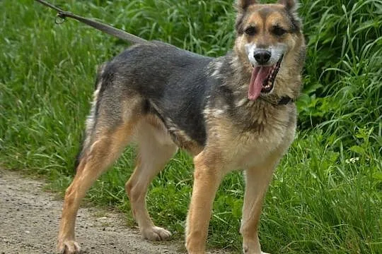 Medor-posłuszny pies, mieszanka wilczura!, Kłomnice