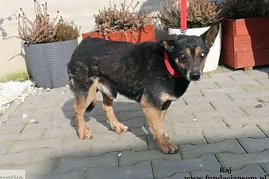 Kaj - kochany staruszek, Mazowieckie, Nowy Dwór Mazowiecki