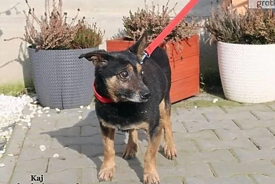 Kaj - kochany staruszek, Mazowieckie, Nowy Dwór Mazowiecki