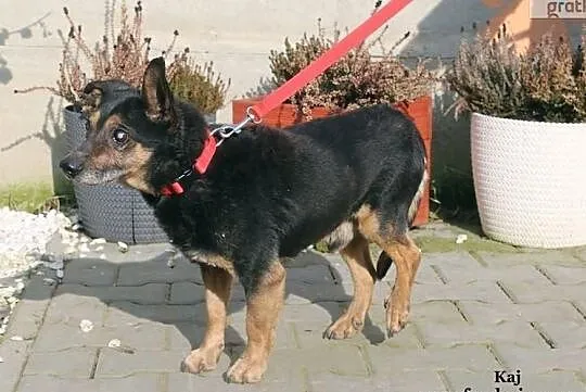 Kaj - kochany staruszek, Mazowieckie, Nowy Dwór Mazowiecki