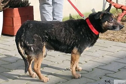 Kaj - kochany staruszek, Mazowieckie, Nowy Dwór Mazowiecki