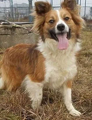 RUDOLF w typie border collie red szuka domu, mazo