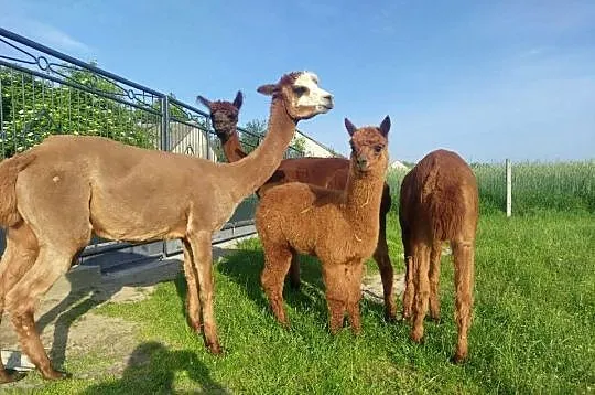 Alpak Huacaya samica 8 lat z młodym samcem Alpaki