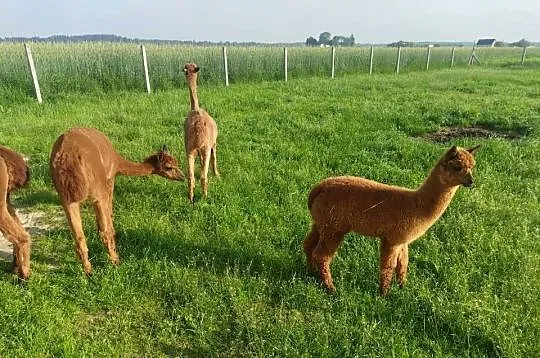Alpak Huacaya samica 8 lat z młodym samcem Alpaki, Lubelskie, Krzywda