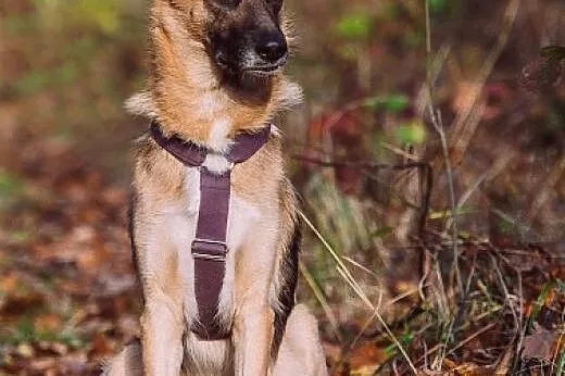 DETAL - młody OWCZAREK, który KOCHA człowieka pona