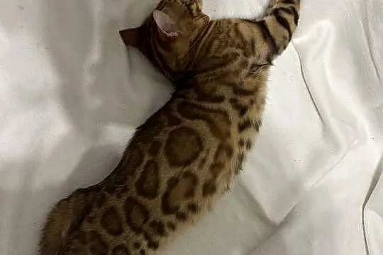 Bengalski kocur Bruno – 5-miesięczny, Golden Spotted Tabby z rodowodem