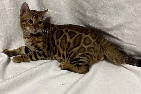 Bengalski kocur Bruno – 5-miesięczny, Golden Spotted Tabby z rodowodem, Mazowieckie, Warszawa