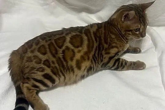 Bengalski kocur Bruno – 5-miesięczny, Golden Spotted Tabby z rodowodem, Mazowieckie, Warszawa