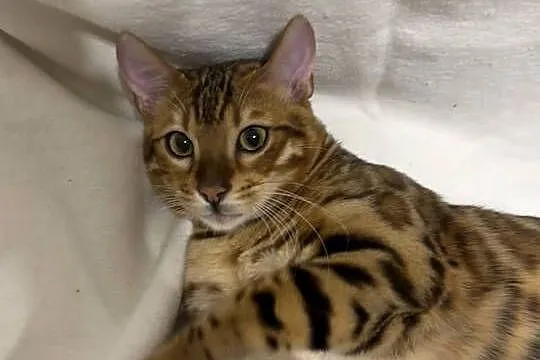 Bengalski kocur Bruno – 5-miesięczny, Golden Spotted Tabby z rodowodem, Mazowieckie, Warszawa