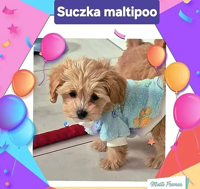 Maltipoo suczki gotowe do nowych domkow, Kujawsko-pomorskie, Inowrocław