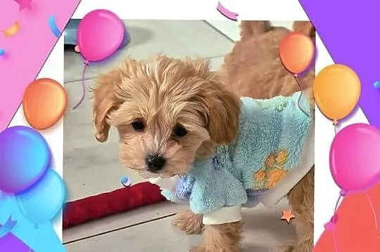Maltipoo suczki gotowe do nowych domkow, Kujawsko-pomorskie, Inowrocław