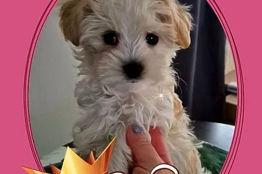 Maltipoo suczki gotowe do nowych domkow, Kujawsko-pomorskie, Inowrocław