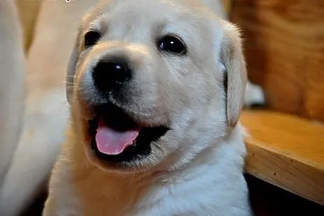 Labrador Retriever - rodowodowe szczeniaki po cham