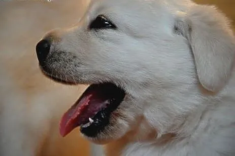 Labrador Retriever - rodowodowe szczeniaki po cham