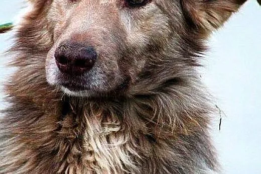 KASZMIR wyjątkowej urody, duzy, łagodny jak owiecz