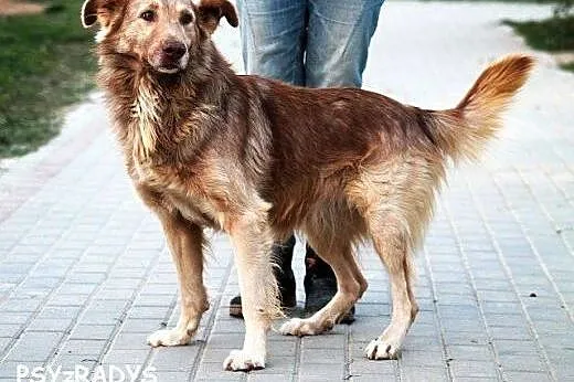 KASZMIR wyjątkowej urody, duzy, łagodny jak owiecz