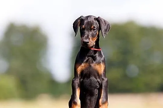 Doberman szczenie, piekna suczka po Doskonalych rodzicach