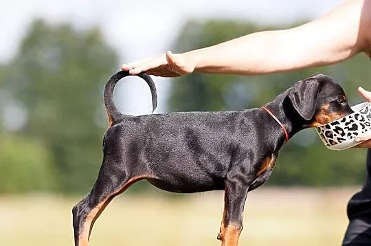 Doberman szczenie, piekna suczka po Doskonalych rodzicach, Lubuskie, Gorzów Wielkopolski