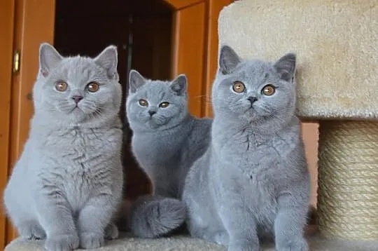 Zapowiedz cudownych miotów kociątek brytyjskich :)