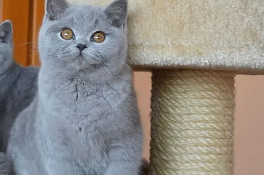 Zapowiedz cudownych miotów kociątek brytyjskich :)
