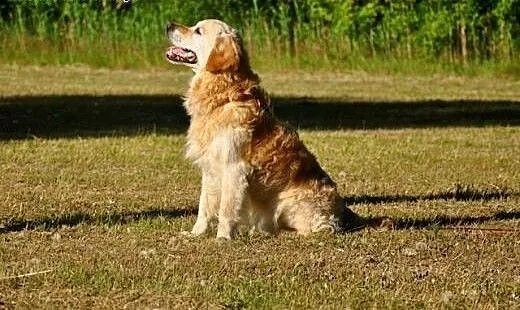 Golden Retriever WALLY - do adopcji, mazowieckie