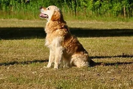 Golden Retriever WALLY - do adopcji,  mazowieckie 