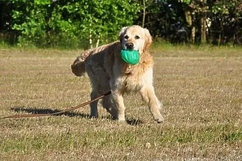 Golden Retriever WALLY - do adopcji,  mazowieckie 