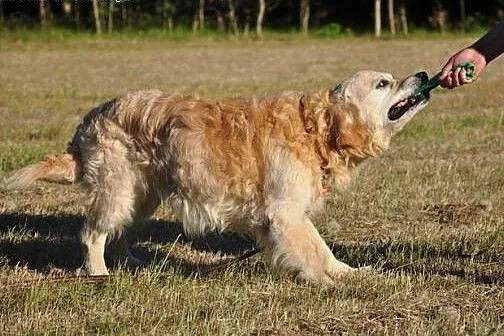 Golden Retriever WALLY - do adopcji,  mazowieckie 