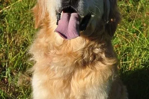 Golden Retriever WALLY - do adopcji,  mazowieckie 