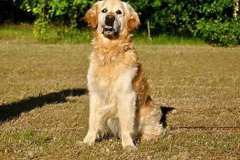 Golden Retriever WALLY - do adopcji,  mazowieckie 