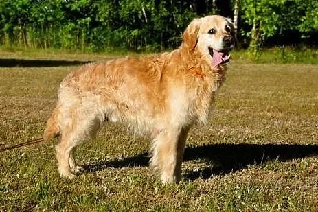 Golden Retriever WALLY - do adopcji,  mazowieckie 