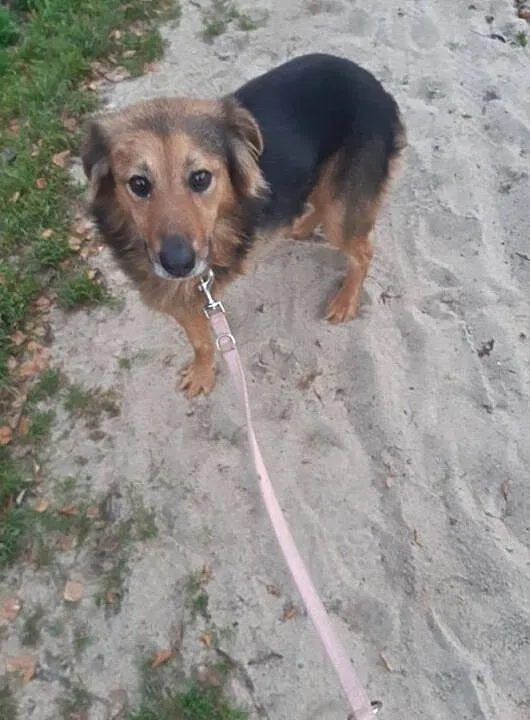 Serek - szukamy najlepszego z domów dla tego wspaniałego kawalera :), Łódzkie, Łódź
