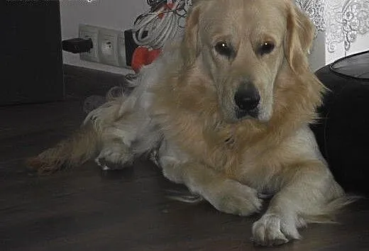 Krycie Golden retriever, pomorskie Gdańsk