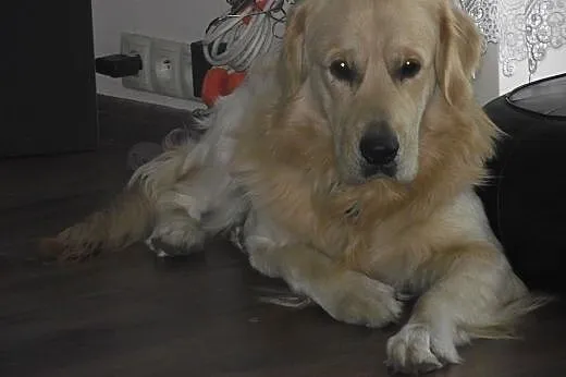 Krycie Golden retriever,  pomorskie Gdańsk