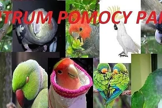Centrum Pomocy Papugom- Ptaki Niechciane , kalekie