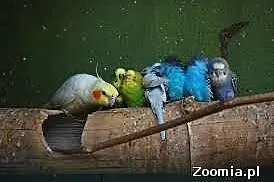 Centrum Pomocy Papugom- Ptaki Niechciane , kalekie