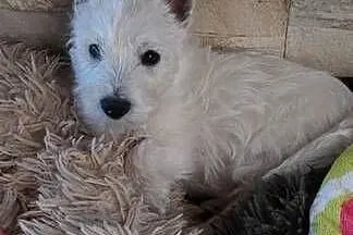 Szczeniaczek chłopiec West Highland White Terrier ZKwP FCI
