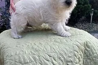 Szczeniaczek chłopiec West Highland White Terrier ZKwP FCI, Wielkopolskie, Daszewice