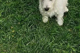Szczeniaczek chłopiec West Highland White Terrier ZKwP FCI, Wielkopolskie, Daszewice