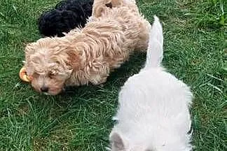 Szczeniaczek chłopiec West Highland White Terrier ZKwP FCI, Wielkopolskie, Daszewice