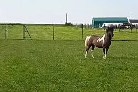 Sprzedam ogierka